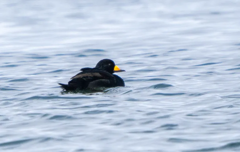 Black Scoter