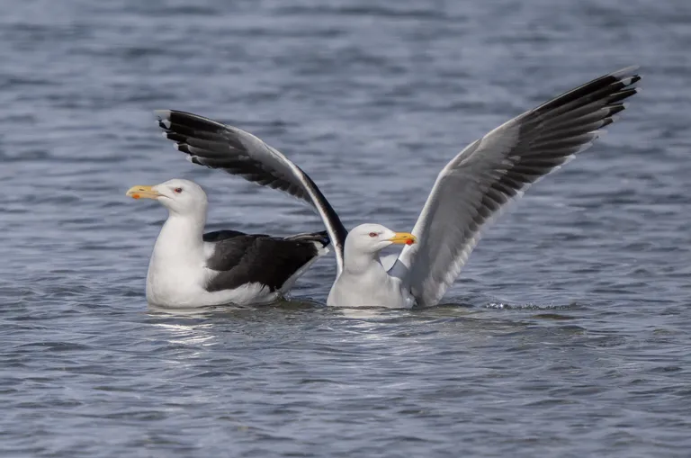 Great Black-backed Gull