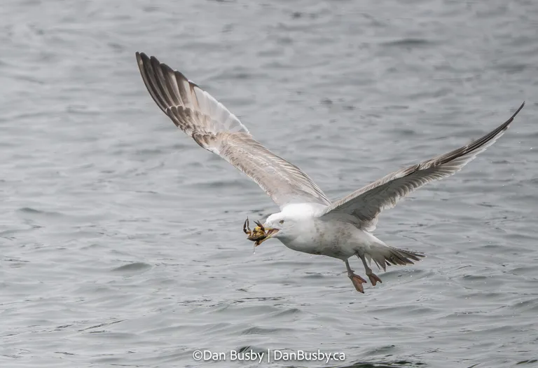Herring Gull