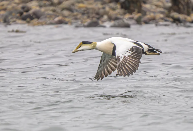 Common Eider