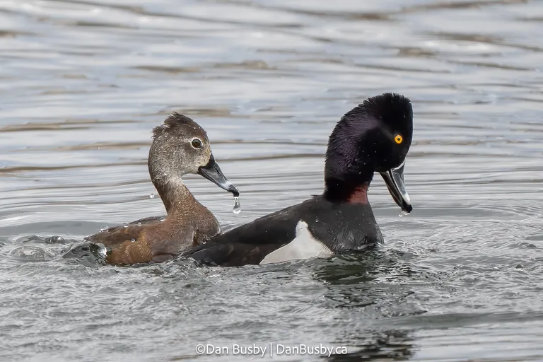 Ring-necked Duck pair
