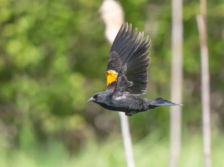 Red-winged Blackbird