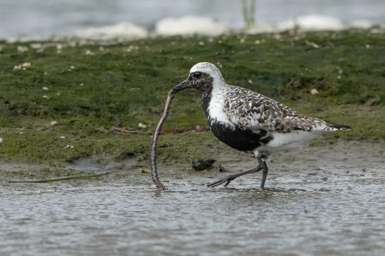 Black-bellied Plover