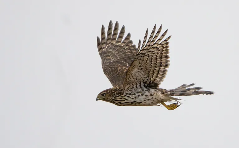 Cooper's hawk, immature