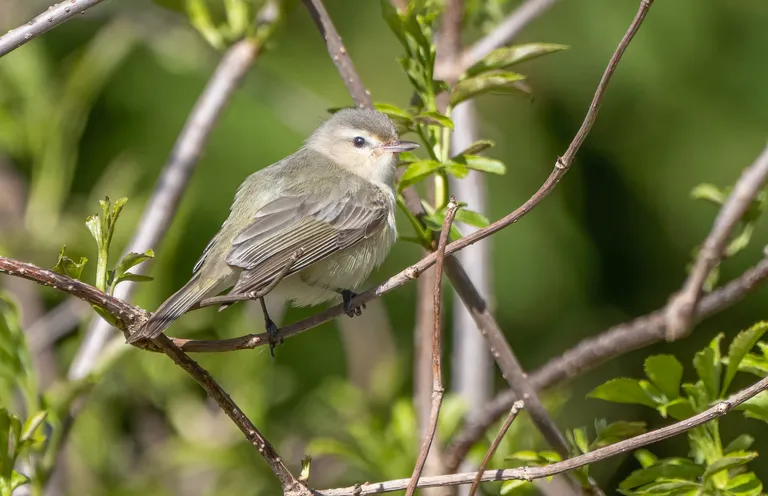 Warbling Vireo