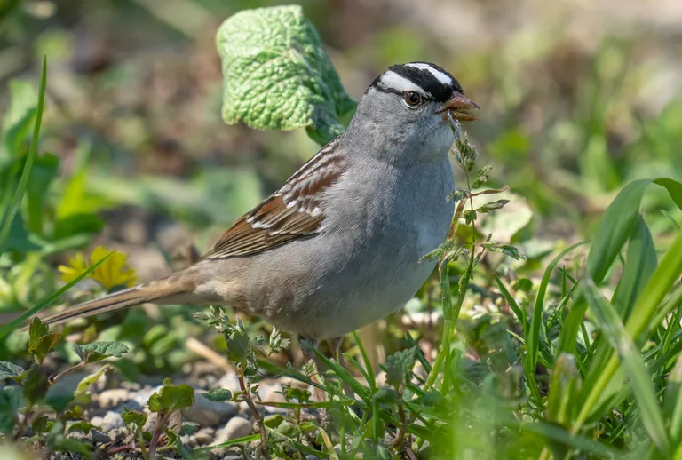 White-crowned Sparrow