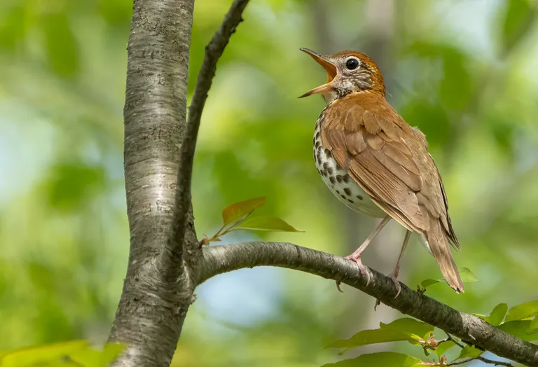 Wood Thrush