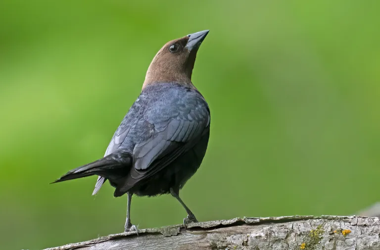 Brown-headed Cowbird, male