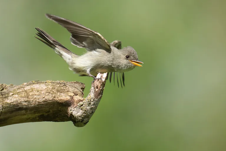 Eastern Wood-Pewee