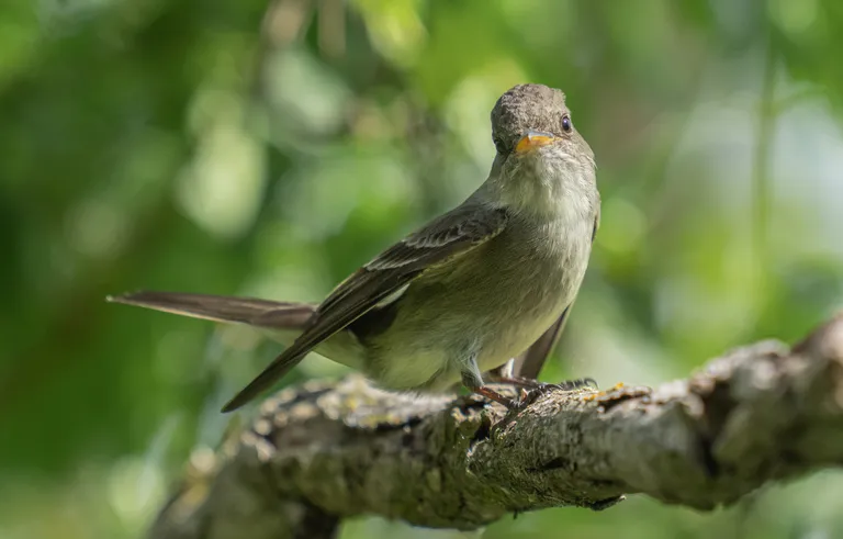 Eastern Wood-Pewee
