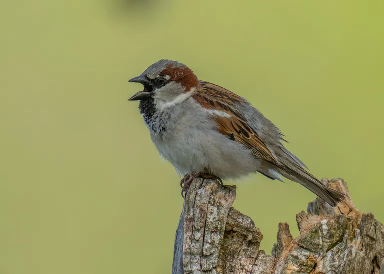House Sparrow, male