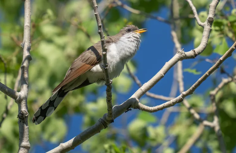 Yellow-billed Cuckoo