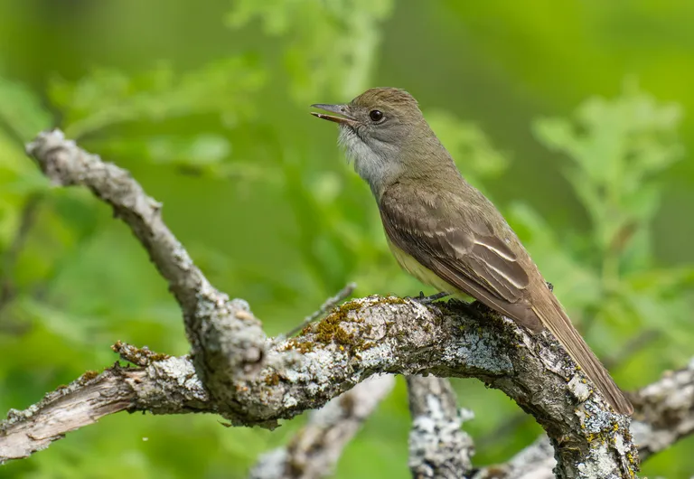 Great Crested Flycatcher