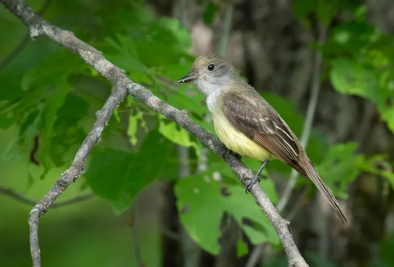 Great Crested Flycatcher