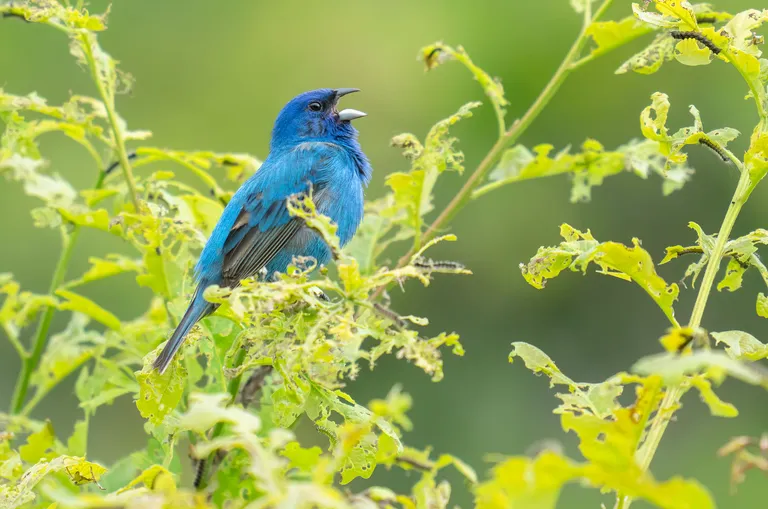 Indigo Bunting, male