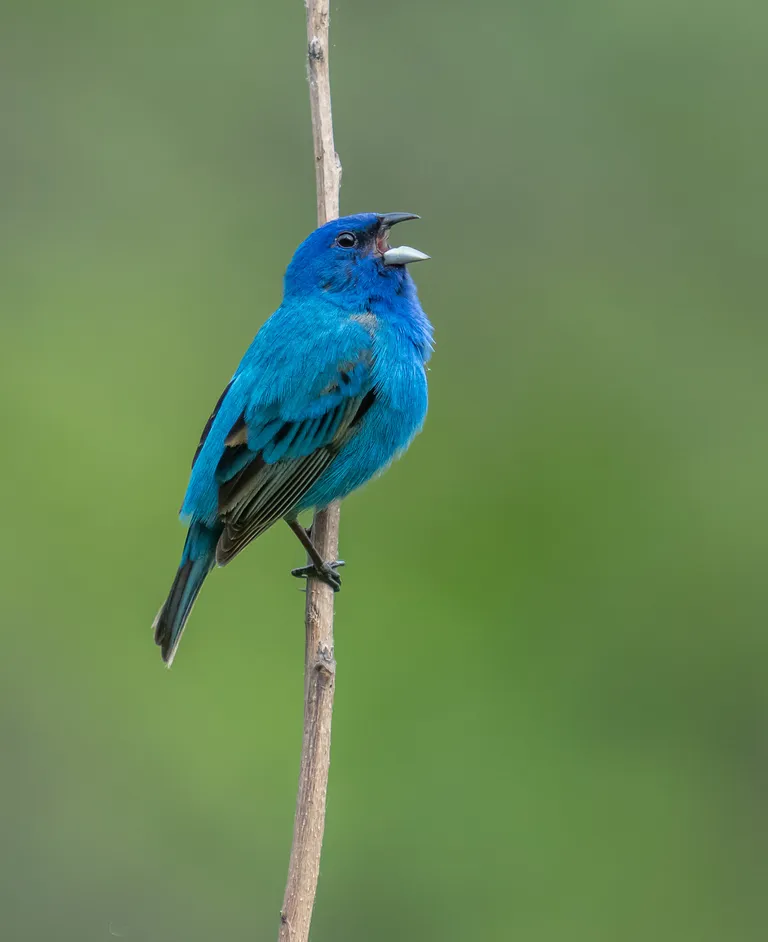 Indigo Bunting, male