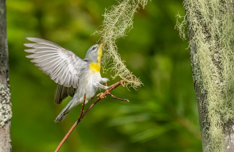 Northern Parula, female