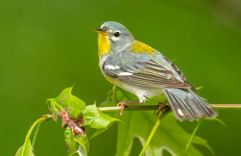Northern Parula, female