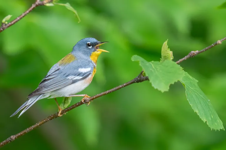 Northern Parula, male