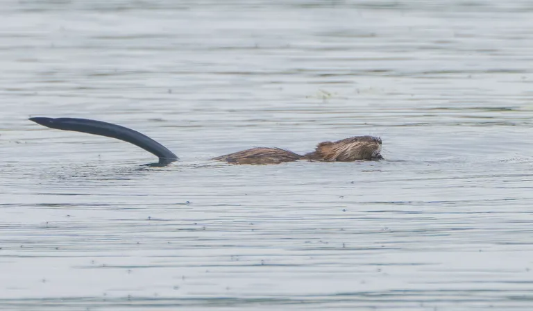 Beaver