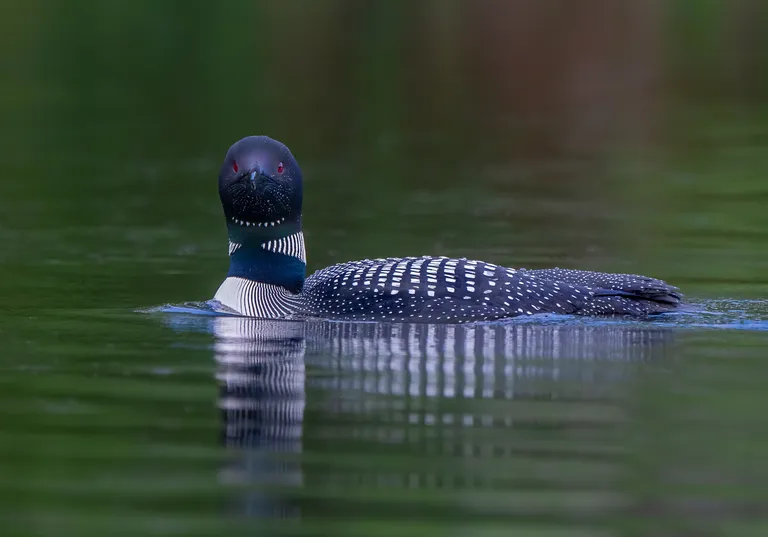 Common Loon