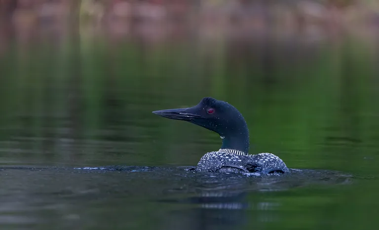 Common Loon