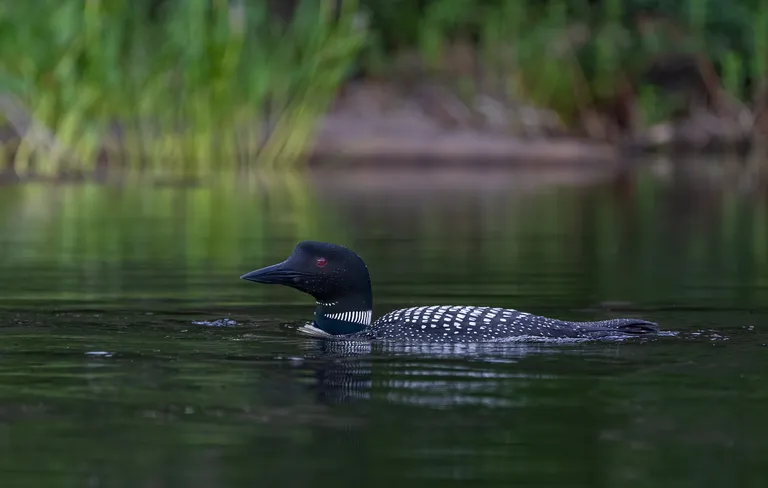 Common Loon