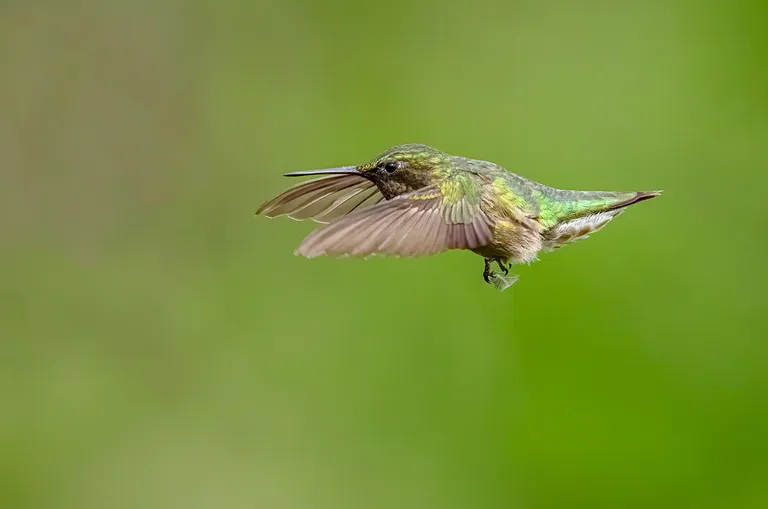 Ruby-throated Hummingbird (male)