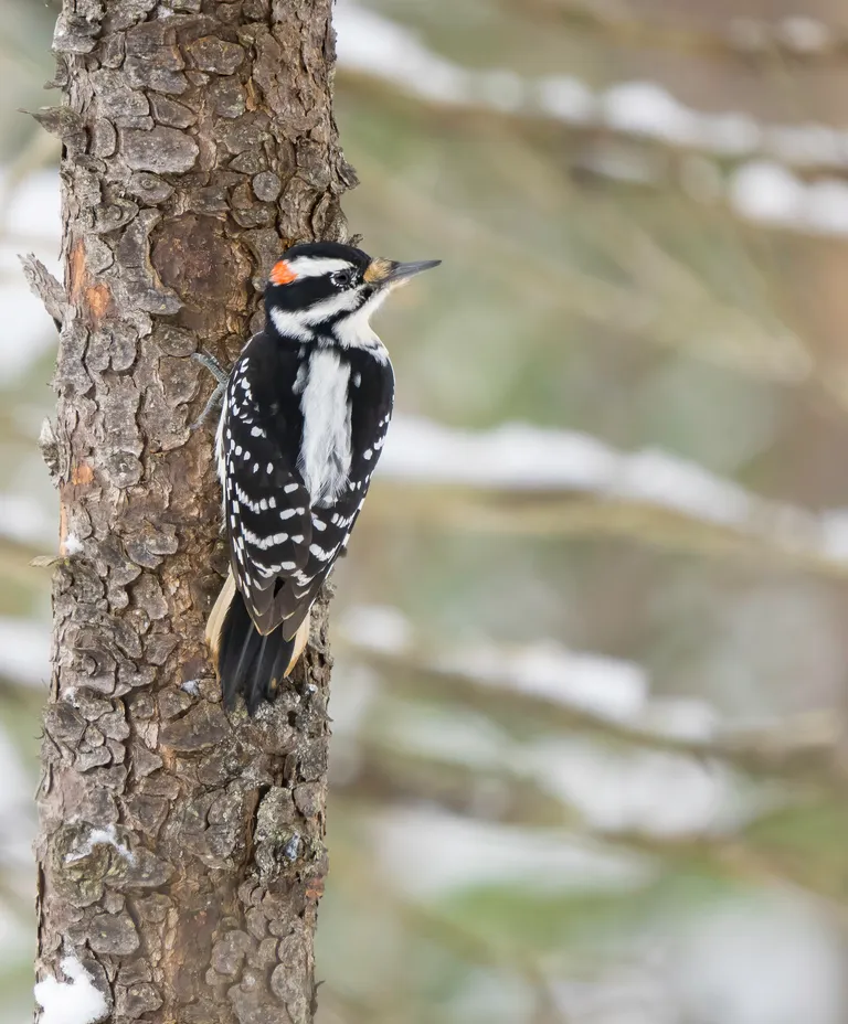 Hairy Woodpecker, male