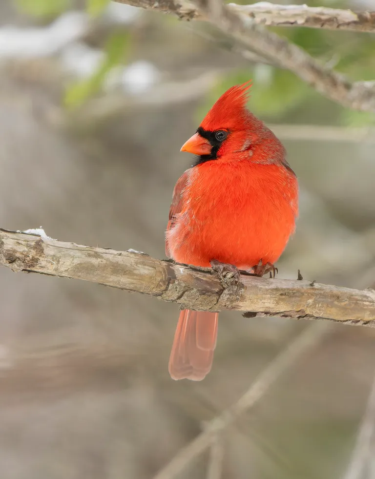 Northern Cardinal, male