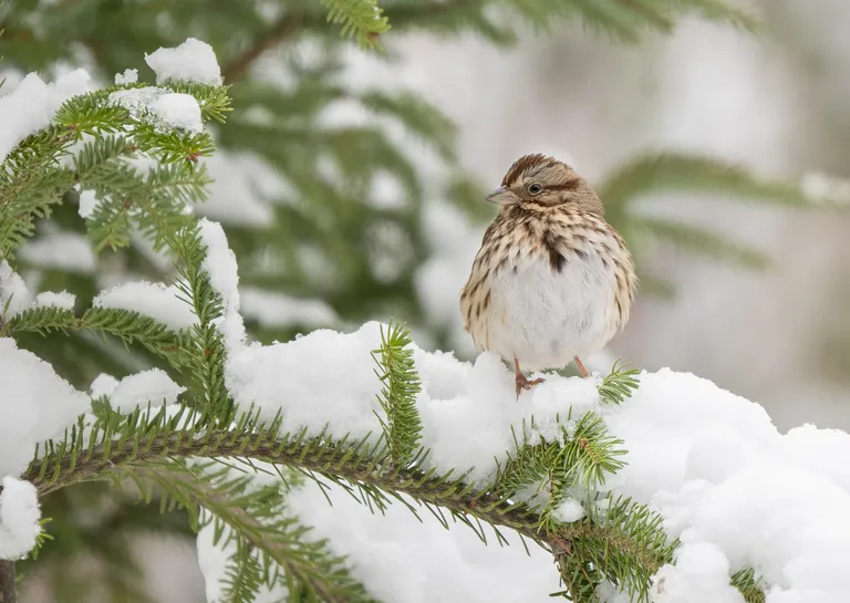 Song Sparrow