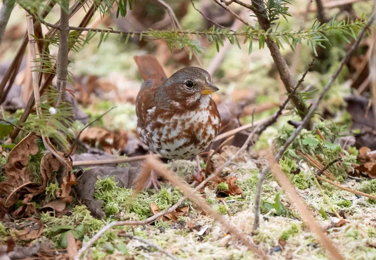 Fox Sparrow
