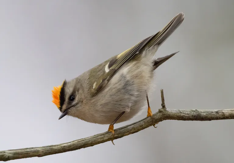 Golden-crowned Kinglet