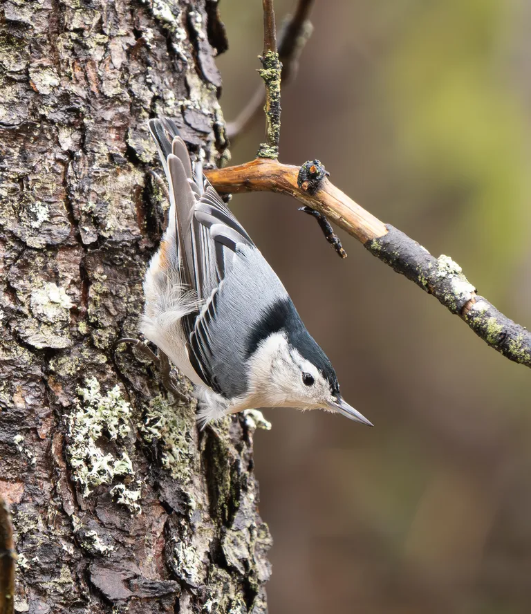 White-breasted Nuthatch