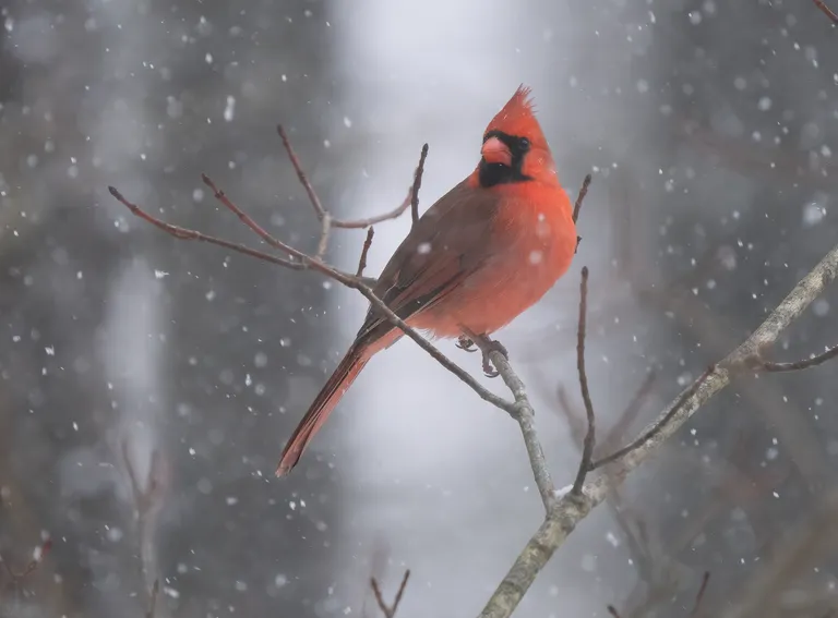 Northern Cardinal, male