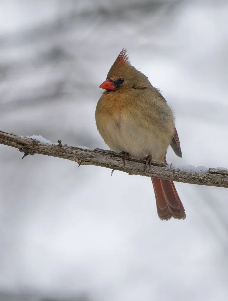 Northern Cardinal, female