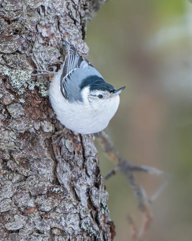 White-breasted Nuthatch