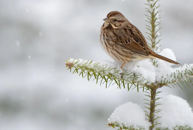 Song Sparrow