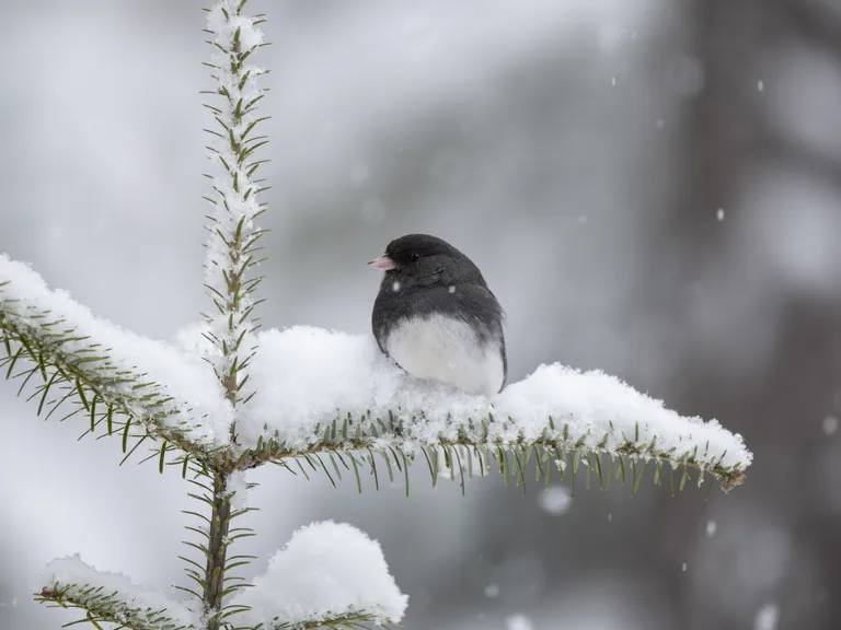 Dark-eyed Junco
