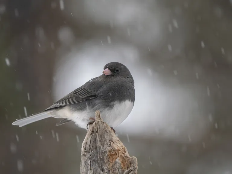 Dark-eyed Junco