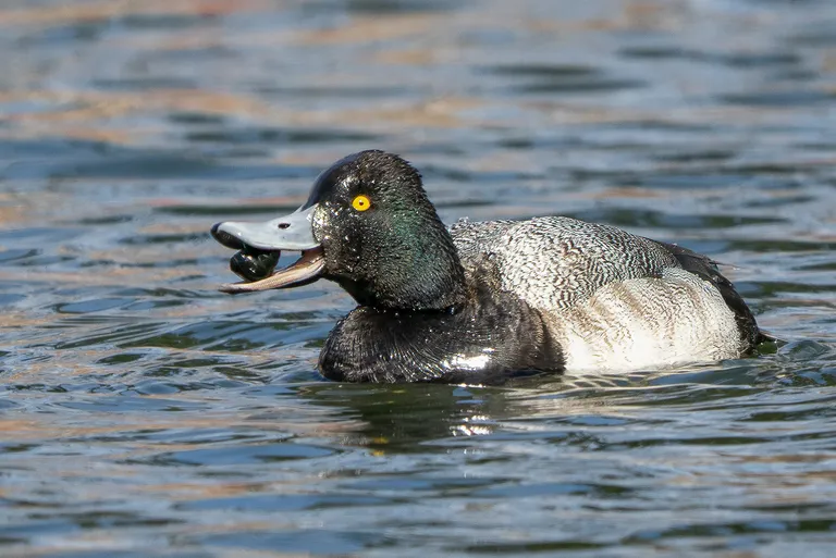 Lesser Scaup