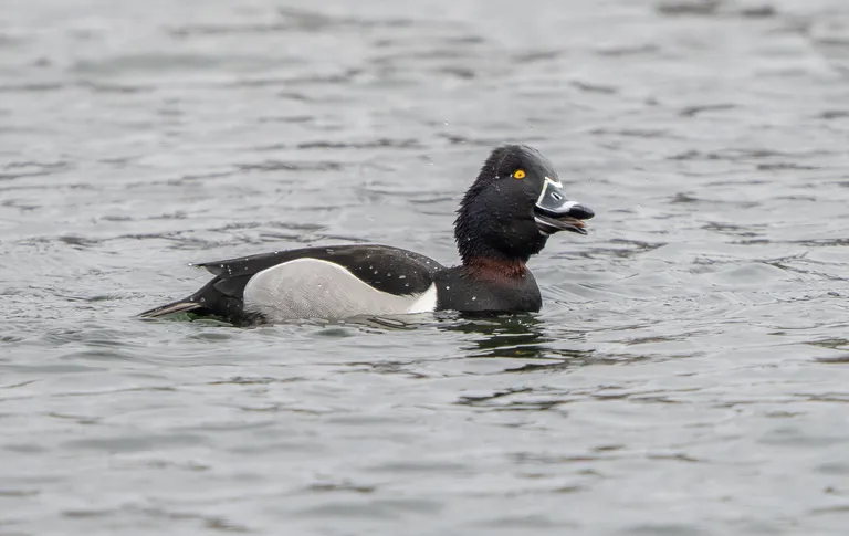 Ring-necked Duck