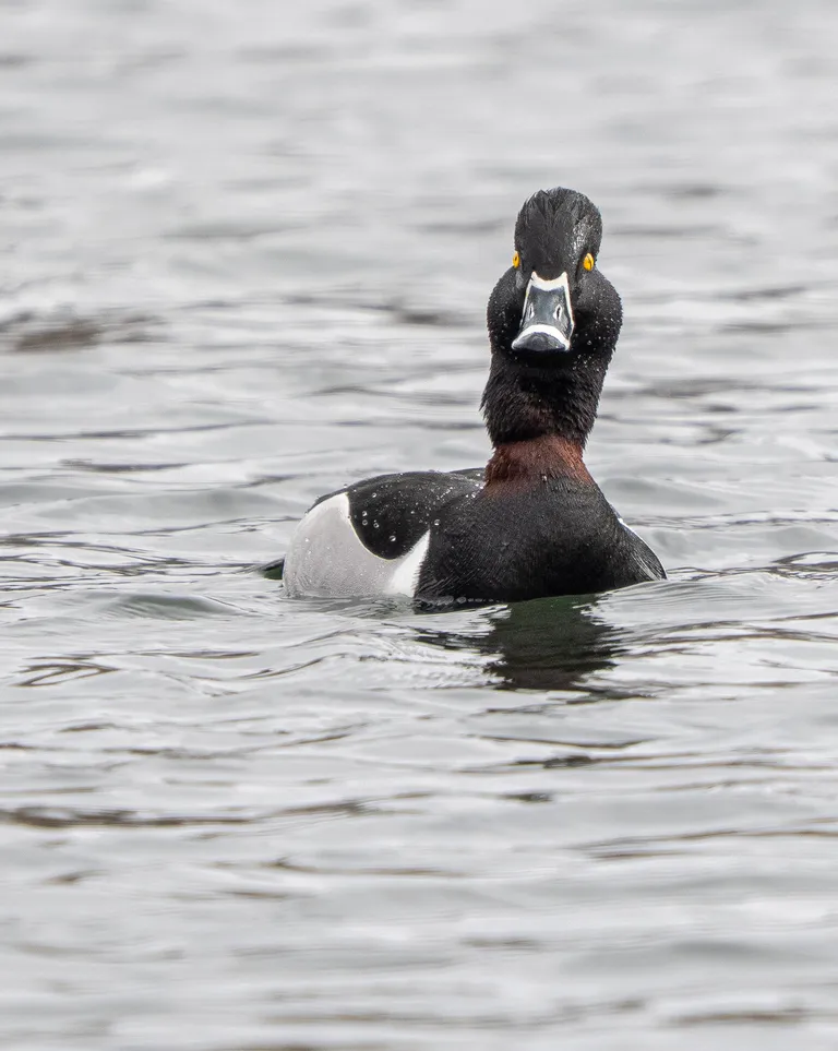 Ring-necked Duck