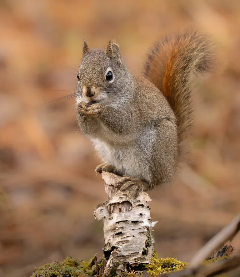 Red Squirrel