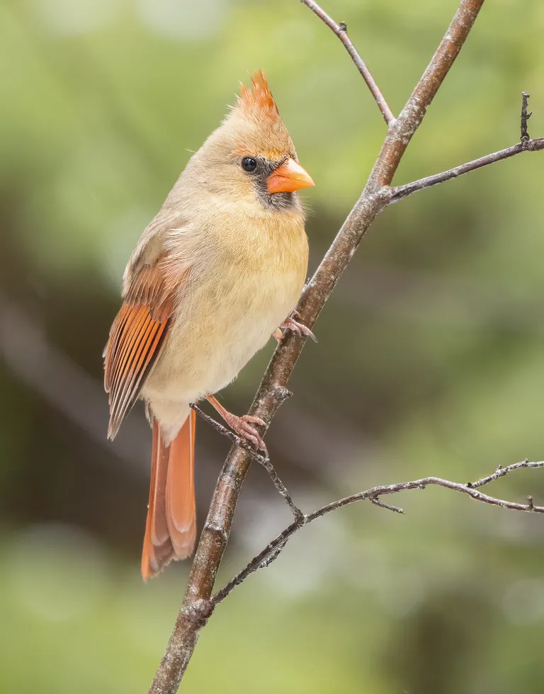 Northern Cardinal, female