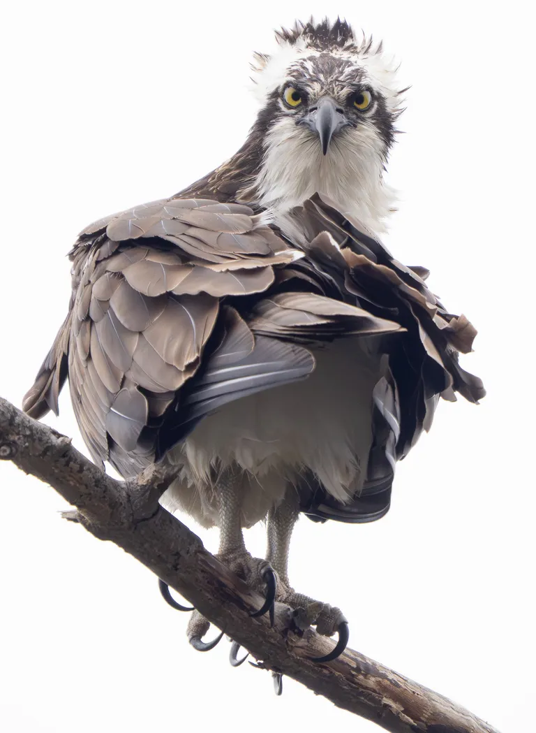 Osprey