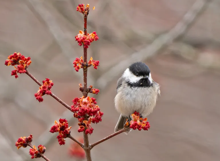 Black-capped Chickadee