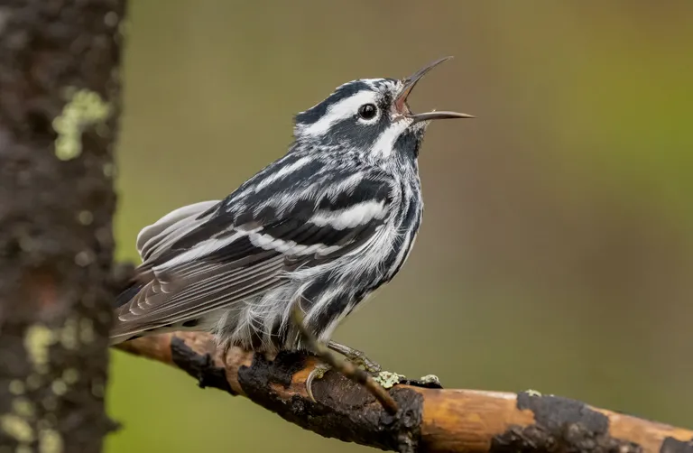 Black and White Warbler