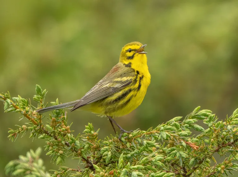 Prairie Warbler