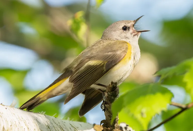 American Redstart (probable female)